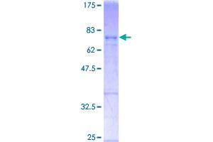 Image no. 1 for c-Fos (c-Fos) (AA 1-380) protein (GST tag) (ABIN1354306)