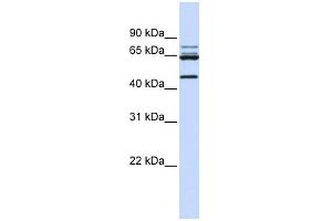 DDX47 antibody used at 1 ug/ml to detect target protein.