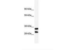 Image no. 1 for anti-Annexin A13 (ANXA13) (AA 40-89) antibody (ABIN203074) (Annexin A13 anticorps  (AA 40-89))