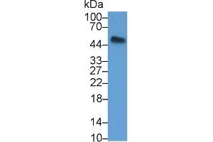 Detection of OPG in Mouse Heart lysate using Polyclonal Antibody to Osteoprotegerin (OPG) (Osteoprotegerin anticorps  (AA 22-281))