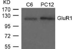 Image no. 1 for anti-Glutamate Receptor 1 (GLUR1) (AA 847-851) antibody (ABIN197512) (Glutamate Receptor 1 anticorps  (AA 847-851))