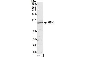 Western Blotting (WB) image for anti-Mismatch Repair Protein 2 (MSH2) (AA 1-50) antibody (ABIN7449896)