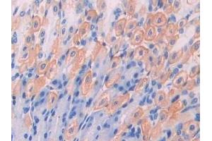 Detection of IAP in Mouse Stomach Tissue using Polyclonal Antibody to Integrin Associated Protein (IAP)