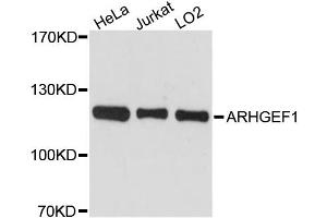 Western blot analysis of extracts of various cell lines, using ARHGEF1 antibody. (ARHGEF1 anticorps)