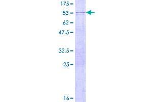 Image no. 1 for Polymerase (RNA) III (DNA Directed) Polypeptide D, 44kDa (POLR3D) (AA 1-398) protein (GST tag) (ABIN1315709)
