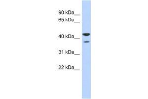 WB Suggested Anti-NSUN4 Antibody Titration:  0. (NSUN4 anticorps  (N-Term))