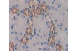 IHC-P analysis of Mouse Tissue, with DAB staining. (Renin anticorps  (AA 265-386))
