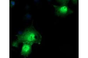 Image no. 1 for anti-Peptidylprolyl Isomerase (Cyclophilin)-Like 3 (PPIL3) antibody (ABIN1500365)