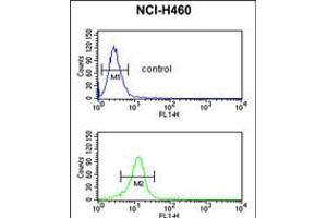 Flow cytometric analysis of NCI-H460 cells (bottom histogram) compared to a negative control cell (top histogram). (B-Cell Linker anticorps  (AA 150-178))