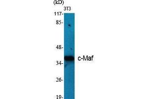 Western Blot (WB) analysis of specific cells using c-Maf Polyclonal Antibody. (MAF anticorps  (C-Term))