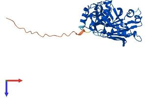 AlphaFold protein structure predicition of Mouse Recombinant Fahd2 Protein, UniprotID Q3TC72