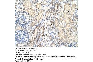 Rabbit Anti-TMED4 Antibody  Paraffin Embedded Tissue: Human Kidney Cellular Data: Epithelial cells of renal tubule Antibody Concentration: 4. (TMED4 anticorps  (N-Term))