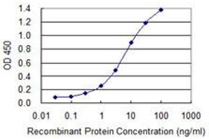 Detection limit for recombinant GST tagged SAV1 is 0. (SAV1 anticorps  (AA 300-383))