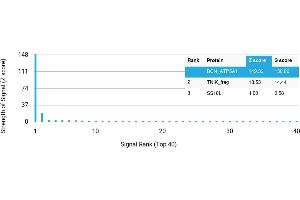 Protein Array (PAr) image for anti-ATP Synthase, H+ Transporting, Mitochondrial F1 Complex, alpha Subunit 1, Cardiac Muscle (ATP5A1) antibody (ABIN7456225)