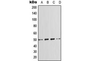 Western blot analysis of SMAD7 expression in HeLa (A), A431 (B), SP2/0 (C), PC12 (D) whole cell lysates. (SMAD7 anticorps  (Center))