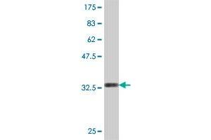 Western Blot detection against Immunogen (33.