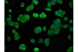 Immunofluorescence staining of HepG2 cells with ABIN7152841 at 1:100, counter-stained with DAPI.