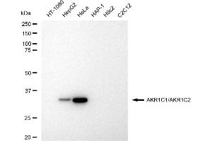 Western blotting analysis using AKR1C1/AKR1C2 antibody (ABIN7797542). (Recombinant AKR1C1, AKR1C2 anticorps)