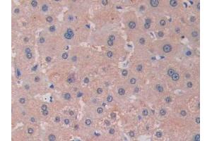 IHC-P analysis of Human Liver Tissue, with DAB staining. (RNASE13 anticorps  (AA 20-156))