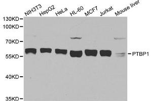 Western blot analysis of extracts of various cell lines, using PTBP1 antibody.