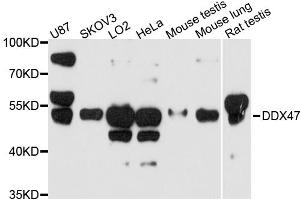 Western blot analysis of extracts of various cell lines, using DDX47 antibody. (DDX47 anticorps)