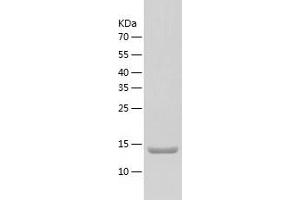 Western Blotting (WB) image for Tumor Necrosis Factor (Ligand) Superfamily, Member 18 (TNFSF18) (AA 70-199) protein (His-IF2DI Tag) (ABIN7125532)