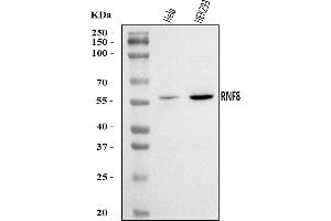 Western blot analysis of RNF8 using anti-RNF8 antibody (ABIN7602168).
