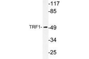 Western blot analysis of TRF1 antibody in extracts from 293 cells. (TRF1 anticorps)