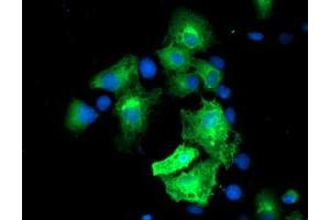 Anti-MGLL mouse monoclonal antibody (ABIN2454695) immunofluorescent staining of COS7 cells transiently transfected by pCMV6-ENTRY MGLL (RC218358). (MGLL anticorps)