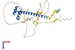 AlphaFold protein structure predicition of Mouse Recombinant Tlx1 Protein, UniprotID P43345