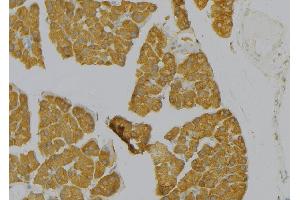 ABIN6277735 at 1/100 staining Human pancreas tissue by IHC-P. (TAC1 anticorps  (Internal Region))