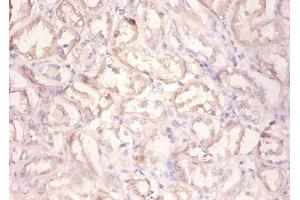 Immunohistochemistry of paraffin-embedded human kidney tissue using ABIN7154210 at dilution of 1:100