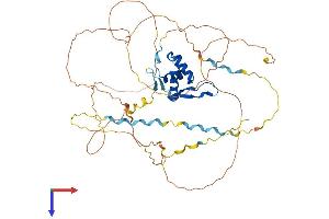 AlphaFold protein structure predicition of Human Recombinant FOXG1 Protein, UniprotID P55316