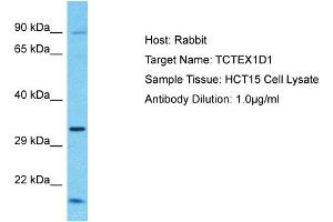 Host: Rabbit Target Name: TCTEX1D1 Sample Tissue: Human HCT15 Whole Cell  Antibody Dilution: 1ug/ml (TCTEX1D1 anticorps  (N-Term))
