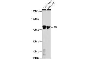 Western blot analysis of extracts of various cell lines, using REL antibody (ABIN3021649, ABIN3021650, ABIN3021651 and ABIN6215485) at 1:1000 dilution. (c-Rel anticorps  (AA 1-300))