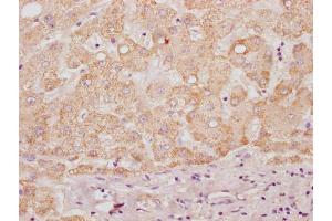 IHC image of ABIN7155014 diluted at 1:100 and staining in paraffin-embedded human liver tissue performed on a Leica BondTM system. (HS3ST3B1 anticorps  (AA 54-390))