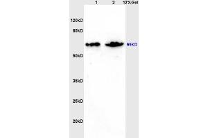 L1 rat brain lysates L2 mouse intestine lysates probed with Anti ZNF300 Polyclonal Antibody, Unconjugated (ABIN671091) at 1:200 overnight at 4 °C.