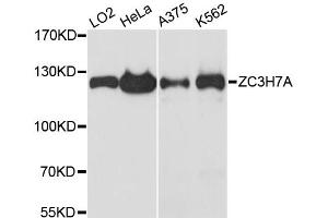 Western blot analysis of extracts of various cell lines, using ZC3H7A antibody. (ZC3H7A anticorps)
