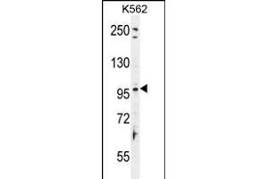 TAS1R2 Antibody (C-term) (ABIN655705 and ABIN2845156) western blot analysis in K562 cell line lysates (35 μg/lane). (TAS1R2 anticorps  (C-Term))
