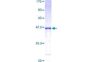 Image no. 1 for Peptidylprolyl Isomerase H (Cyclophilin H) (PPIH) (AA 1-177) protein (GST tag) (ABIN1315886)