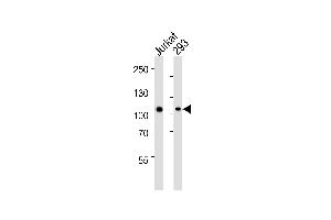 Western blot analysis of lysates from Jurkat, 293 cell line (from left to right), using GED1 Antibody (Center) (ABIN1944790 and ABIN2838530).