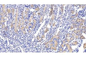 Detection of GPX1 in Mouse Kidney Tissue using Polyclonal Antibody to Glutathione Peroxidase 1 (GPX1) (Glutathione Peroxidase 1 anticorps  (AA 48-201))