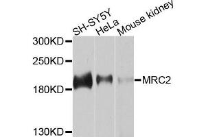 Western blot analysis of extracts of various cells, using MRC2 antibody. (MRC2 anticorps)