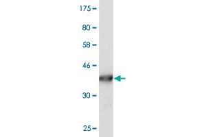Western Blot detection against Immunogen (36.