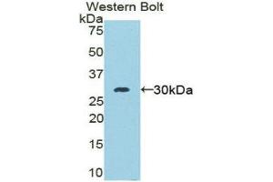 Western Blotting (WB) image for anti-Moesin (MSN) (AA 353-577) antibody (ABIN1859887) (Moesin anticorps  (AA 353-577))