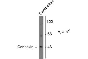 Western blots of rat cerebellar lysate showing specific immunolabeling of the ~43k connexin43 protein. (Connexin 43/GJA1 anticorps  (C-Term))