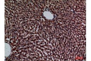 Immunohistochemistry (IHC) analysis of paraffin-embedded Rat Liver, antibody was diluted at 1:100.