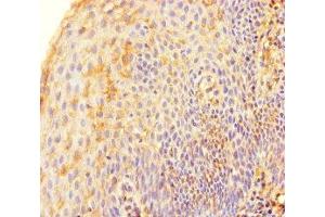 Immunohistochemistry of paraffin-embedded human tonsil tissue using ABIN7171733 at dilution of 1:100 (TRF2 anticorps  (AA 78-238))