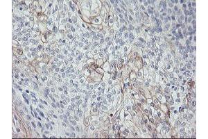 Image no. 1 for anti-Carboxypeptidase A1 (Pancreatic) (CPA1) antibody (ABIN1497589) (CPA1 anticorps)