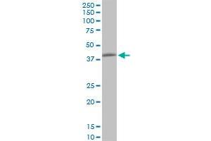 PPP1R8 monoclonal antibody (M21), clone 1G11. (PPP1R8 anticorps  (AA 1-209))